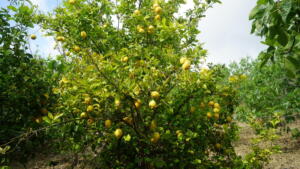 Limone
