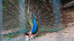 Tag Pavoni