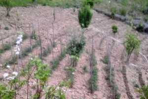 Orto - Agriturismo "Il falco del Cilento"